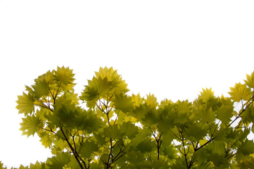 1060197 (a): :1920x1280